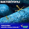 Bakteriyofaj