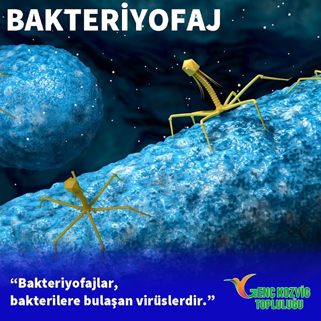 Bakteriyofaj