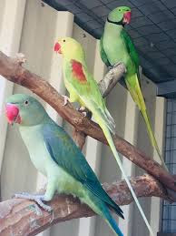 Alexandrine Parrots Taxonomy, Etymology, Phylogeny, Ecology, Behavior and Description