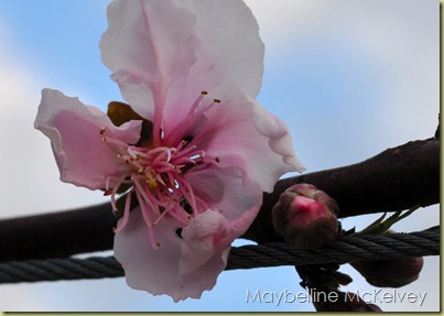DSC_1020_3322