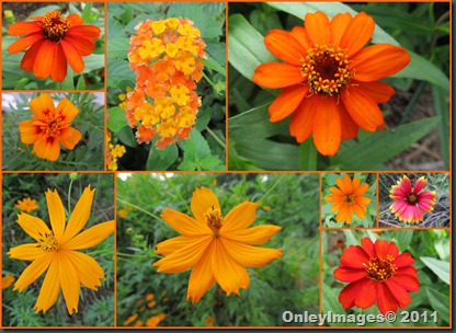 orange collage