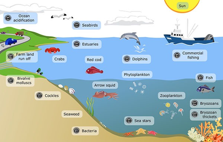 Los océanos son los ecosistemas acuáticos más importantes debido a su tamaño y profundidad. Ellos regulan la temperatura de todo el planeta.