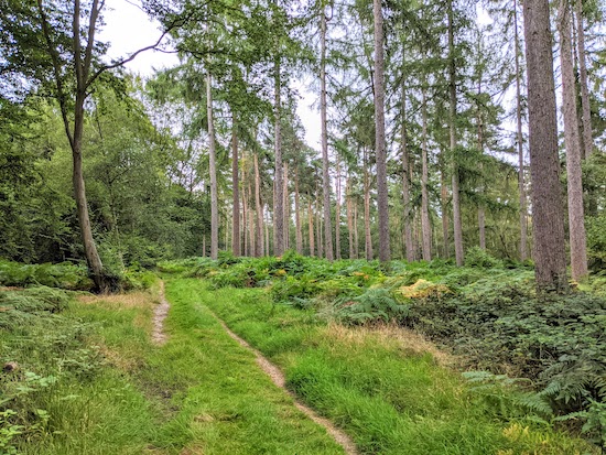 Knebworth footpath 38 heading east through Graffidge Wood