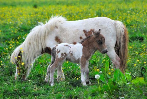 animal randos 3 Daily Awww: All kinds of animals (21 photos)