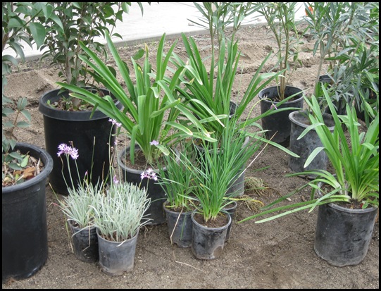 plants 008