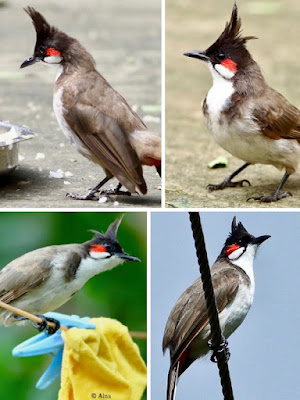 "Red-whiskered Bulbul, resident collage."