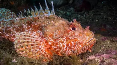 El Pez Piedra de Estuario: Una especie fascinante y peligrosa con habilidades de camuflaje y potente veneno