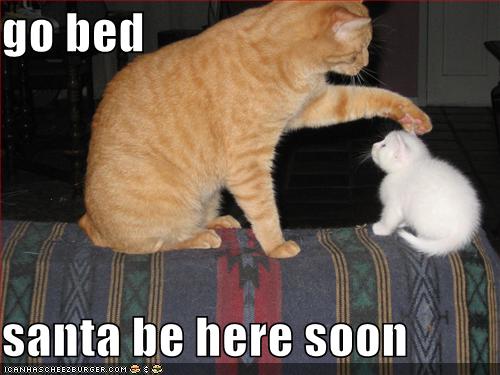 funny cat picture - funny cat pictures-funny-christmas-cats-lolcat funny hilarious lolcat 