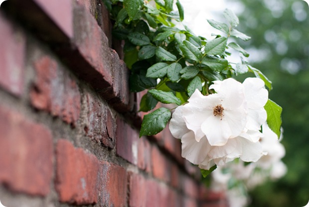 Roses10-7-2011