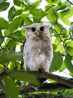 burung hantu barred eagle owl, jenis burung hantu yang susah dipelihara