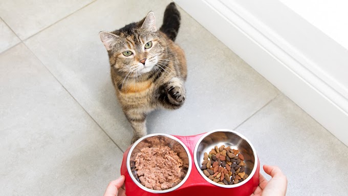 "Choosing the Right Food for Your Cat: A Guide to Meeting your Feline's Dietary Needs"