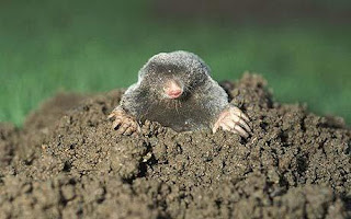 molehill