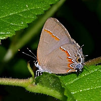 Red-banded Hairstreak