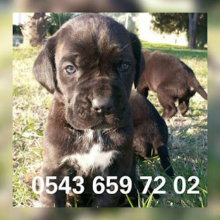  satılık cane corso yavruları çanakkale, çanakkaleden satılık cane corso yavruları, cane corso ilanları, sahibinden satılık cane corso yavruları çanakkale , cane corso yavruları fiyatları, satılık cane corso yavrusu fiyatları, cane corso yavru bakımı, cane corso yavru fiyatı, cane corso yavru fiyatları, cane corso yavru nasıl beslenir, cane corso yavru beslenmesi, cane corso yavru özellikleri, cane corso yavru eğitimi, cane corso satılık yavru, cane corso satılık yavru çanakkale, italyan mastiff cane corso yavruları satılık,