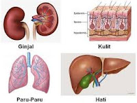 Sistem ekskresi pada manusia-materi biologi kelas XI IPA