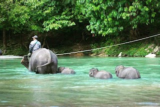 Gunung Leuser Kawasan Perlindungan Flora Dan Fauna Terbesar Di Asia Tenggara