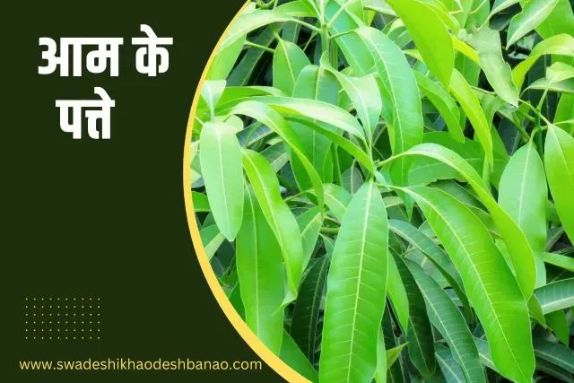 Information about mango leaves in Hindi