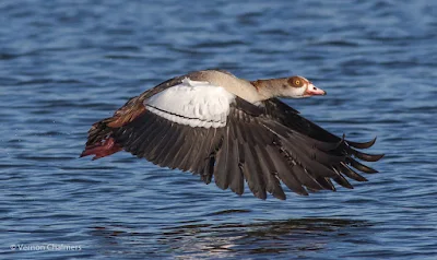 Egyptian Goose - Birds In Flight Photography Cape Town with Canon EOS 7D Mark II  Copyright Vernon Chalmers