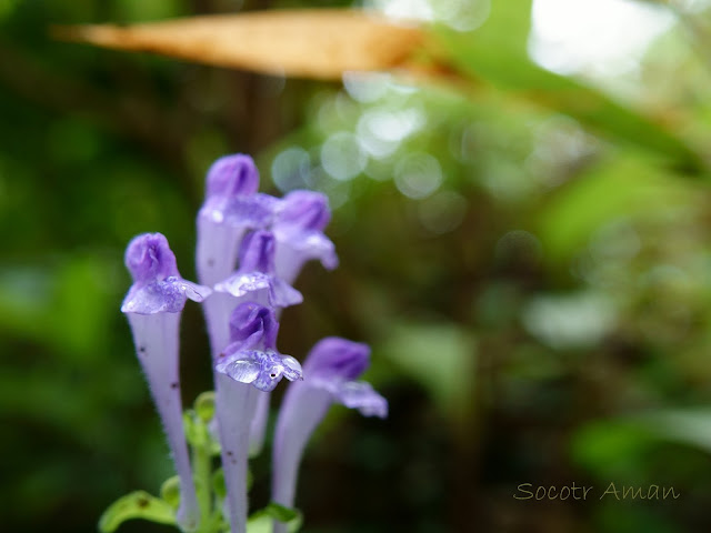 Scutellaria brachyspica