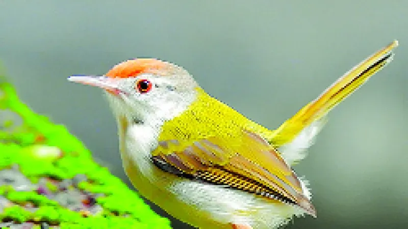 Beautiful Pictures of Tuntuni Birds - Babui, Woodpecker, Sparrow, Tuntuni, Bulbul, Beautiful Bird Pictures - birds - NeotericIT.com