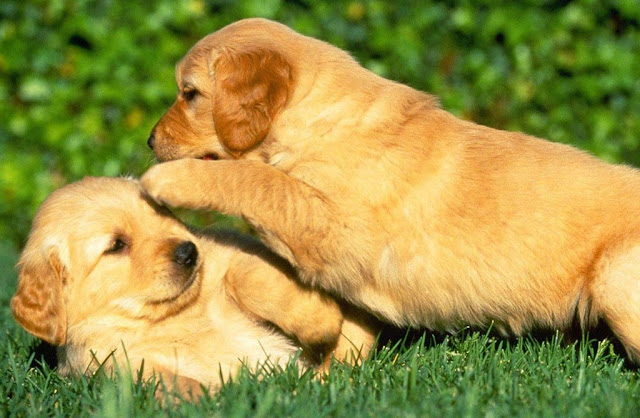 Two Puppies Playing, Puppies, Golden Retrievers puppies
