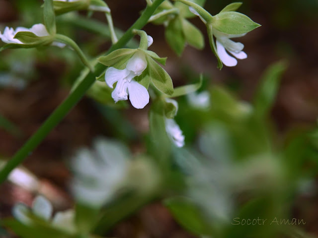 Calanthe discolor