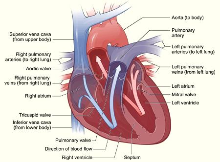 heart attack pain. pain? heart attack pain.