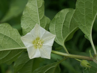 Alkékenge - Coqueret - Amour en cage - Physalis alkekengi