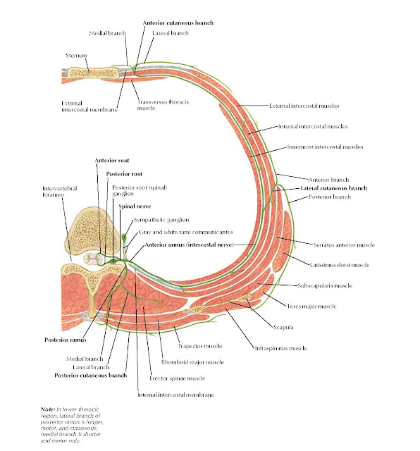 Typical Thoracic Spinal Nerve: Cross Section Anatomy External intercostal muscles, Internal intercostal muscles, Innermost intercostal muscles, Anterior branch, Posterior branch, Lateral cutaneous branch, Anterior cutaneous branch, Medial branch Lateral branch, Sternum, Transversus thoracis muscle, External intercostal membrane, Intervertebral foramen, Anterior root, Posterior root, Spinal nerve, Anterior ramus (intercostal nerve), Posterior root (spinal) ganglion, Sympathetic ganglion, Gray and white rami communicantes, Trapezius muscle, Posterior ramus, Posterior cutaneous branch, Medial branch, Lateral branch, Rhomboid major muscle, Erector spinae muscle, Internal intercostal membrane, Infraspinatus muscle, Scapula, Teres major muscle, Subscapularis muscle, Latissimus dorsi muscle, Serratus anterior muscle.