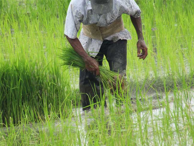 Cara menanam padi