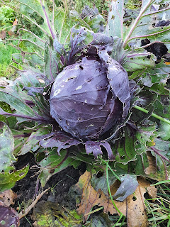 Red Cabbage