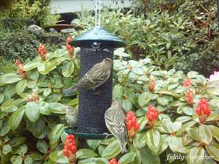 Rhododendron 'Krisin' and Pine Siskins