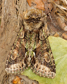 Green-Brindled Crescent, Allophyes oxyacanthae.  Noctuid.  Moth trap at Sevenoaks Wildlife Reserve, 23 October 2011.