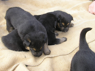 regalo cuccioli pastore tedesco