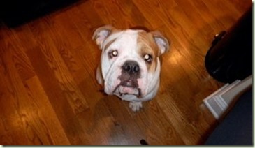 lester3