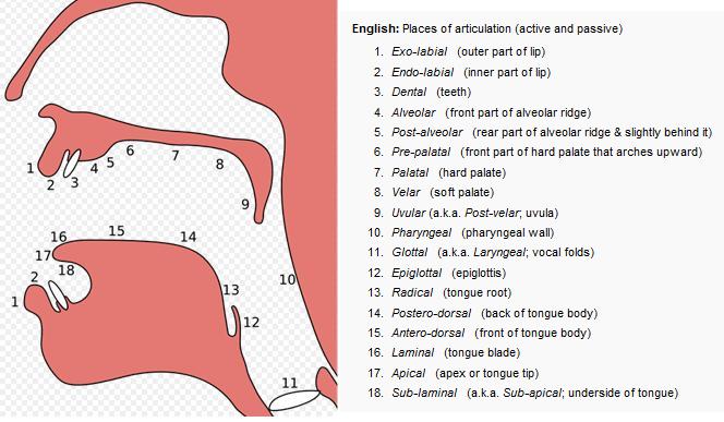 The <b>vocal tract</b> and places of articulation.