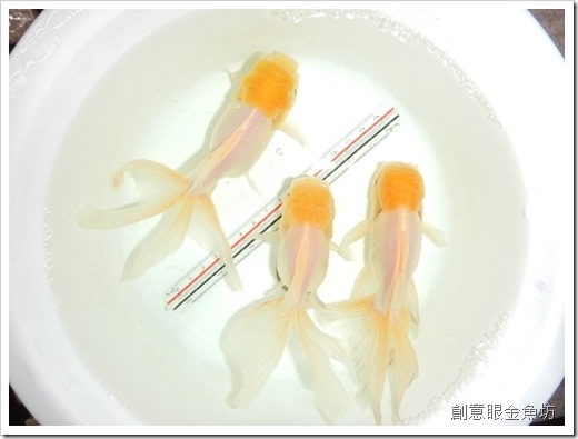 DSCN0568