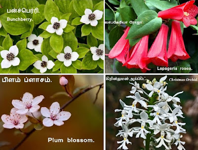 Bunchberry_Lapageria rosea_Plum blossom_Christmas Orchid