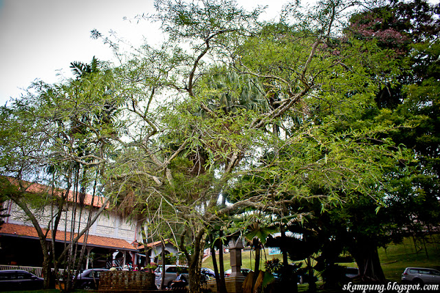  Pokok Melaka