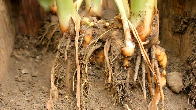 growing organic turmeric in containers