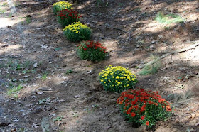 no bees on these chrysanthemums