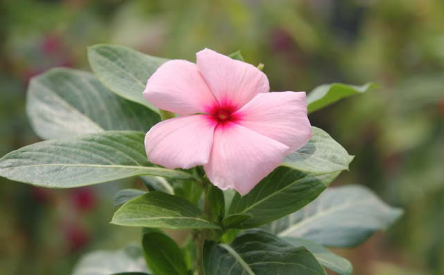 Vinca Flowers Pictures