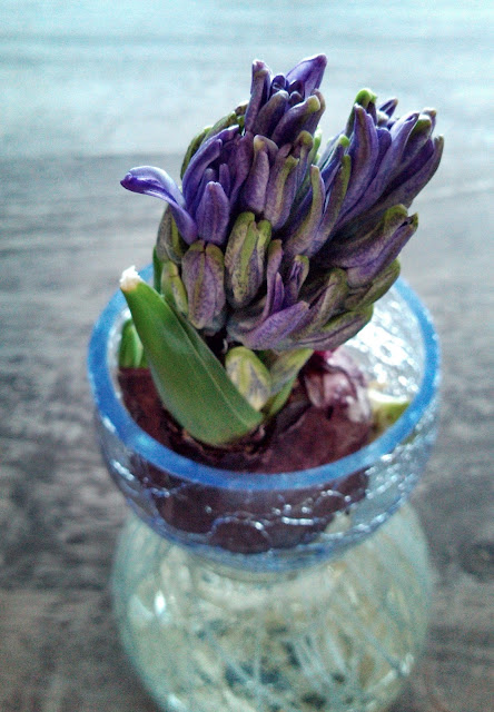 Blue Hyacinthus orientalis growing in a vase