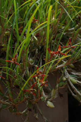 Maxillaria curtipes - Short-Column Maxillaria care