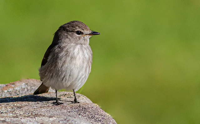 Dusky Flycatcher Bird on Rock Kirstenbosch Photographer Vernon Chalmers