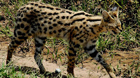 Serval animal pictures_Felis serval