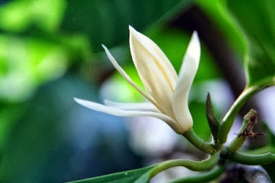 Mitos dan Mistis yang menarik pada Bunga Cempaka Putih Mitos dan Mistis yang menarik pada Bunga Cempaka Putih