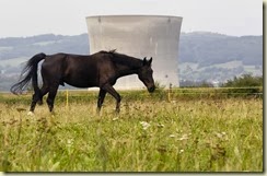 horse