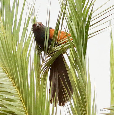 "Greater Coucal - Centropus sinensis ,atop a date palm tree, a resident of Mopunt Abu."