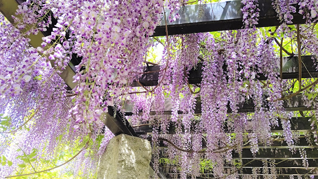 倉敷美観地区 藤の花